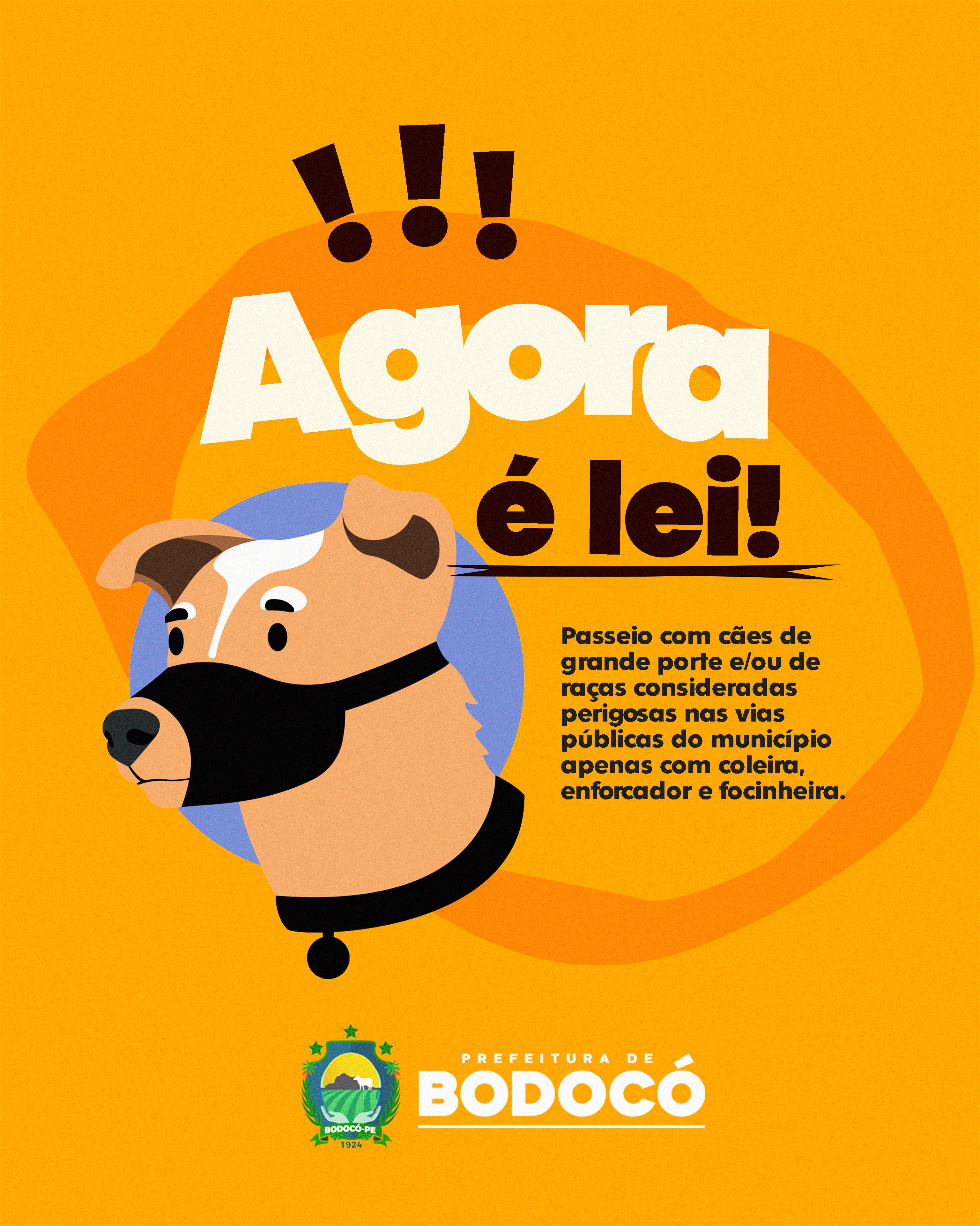 Cachorro